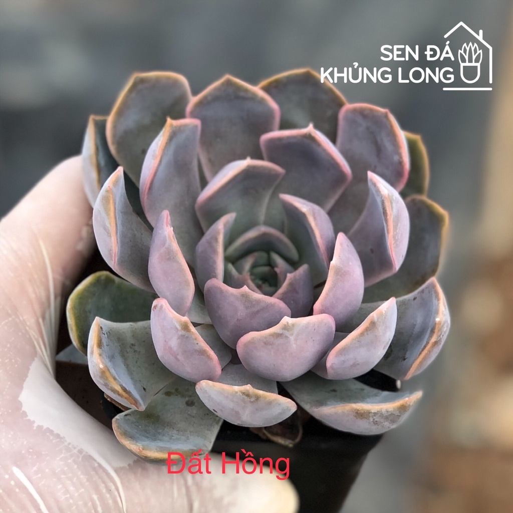 sen đá Đất Hồng - echeveria orion