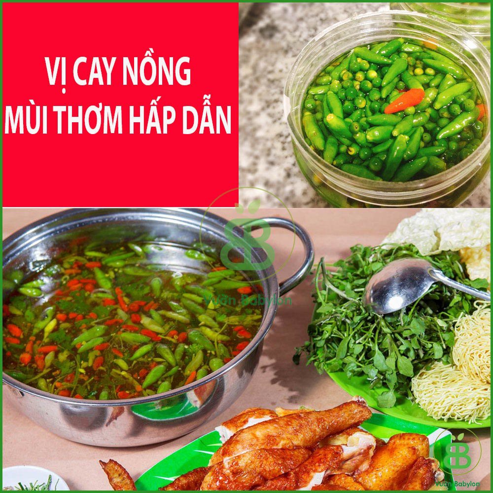 Hạt Giống Ớt Xiêm Cao Sản 0,1Gr - Hạt Giống Ớt Xiêm Thái Lan Dễ Trồng, Sai Trái