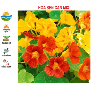 Hạt giống hoa sen cạn 15 hạt