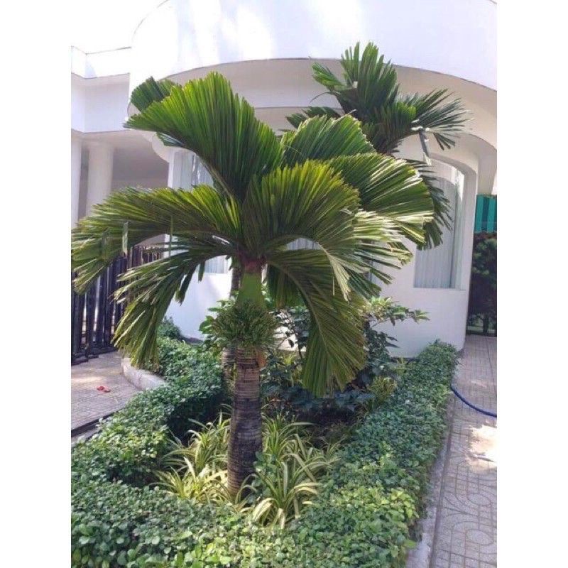 Cây Cau Lùn Tứ Quý