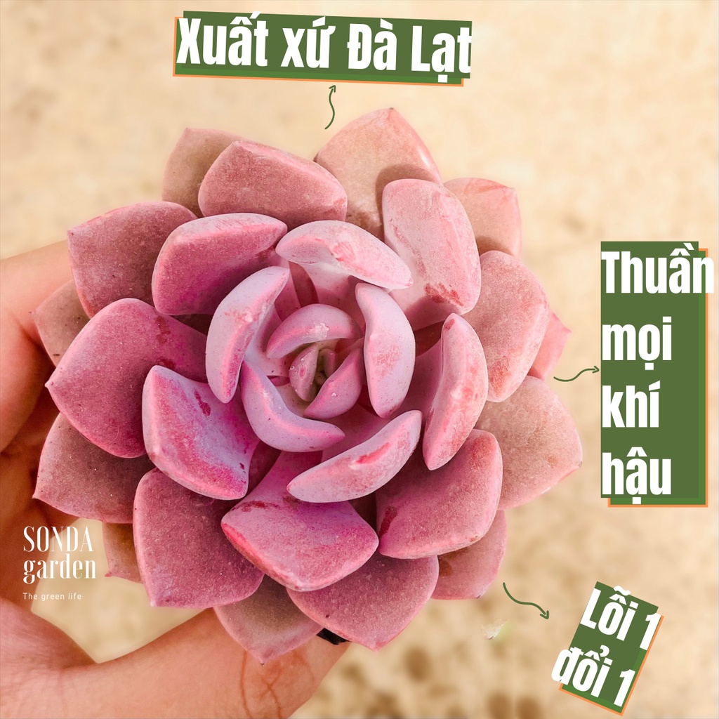 Sen đá hồng hoa SONDA GARDEN size bé 5-8cm, xuất xứ Đà Lạt, khoẻ đẹp, lỗi 1 đổi 1