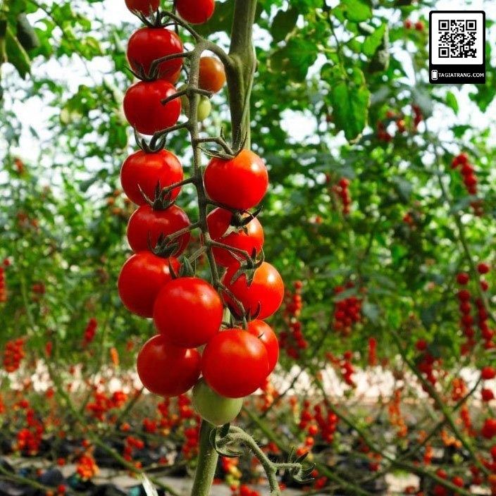 Bán sỉ - Hạt giống cà chua cherry đỏ (cà chua chuỗi ngọc - cà chua bi chùm)