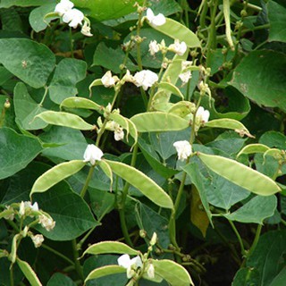Hạt giống đậu ván xanh - 10 hạt