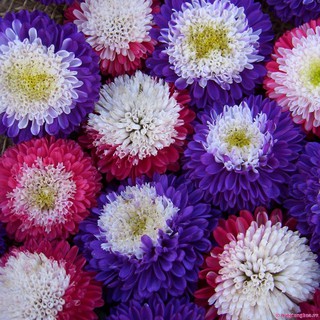 Hạt giống Hoa Cúc Thúy Mix