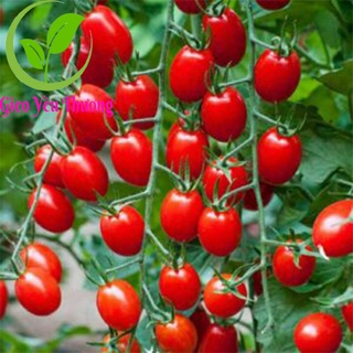 100 Hạt Giống Cà Chua Chery Đỏ, Cà Chua Chuỗi Ngọc, Giống Khỏe, Dễ Trồng, Quả Sai  (1039)