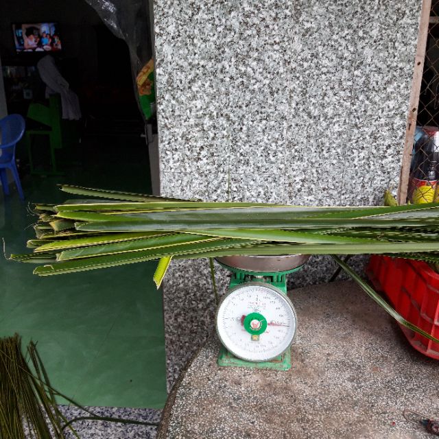 Lá dừa tươi 0.5kg khoảnh 30 lá Dừa Decor