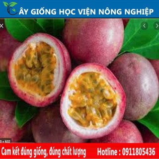 cây giống chanh leo tím siêu quả