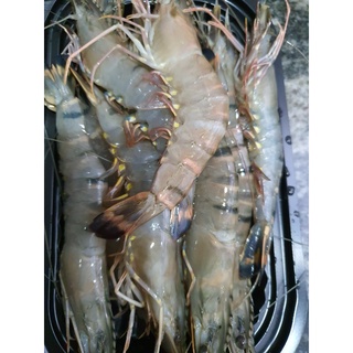 Tôm Sú biển tươi/size15-20con/hộp,Tôm tươi ngọt và ngon/Giao nhanh 1-2 giờ Tp. Vinh