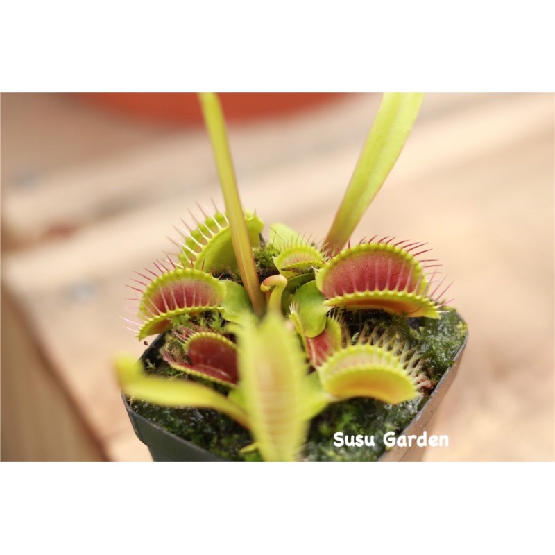 [size lớn] Cây bẫy kẹp bắt côn trùng - Venus flytrap