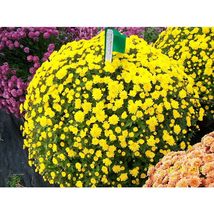 GÓI 20 HẠT GIỐNG HOA CÚC MINI VÀNG ( tặng kèm thuốc kích mầm ra rễ)