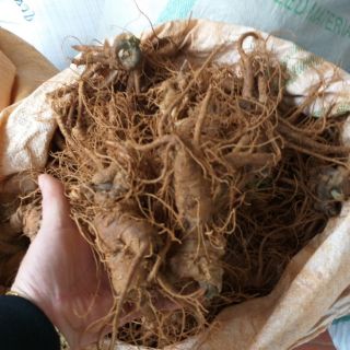 Củ tam thất tươi bồi bổ sức khỏe củ tam thất bắc tươi (đặc sản Hà Giang)
