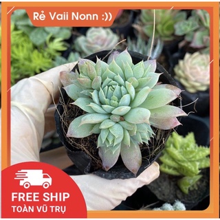 Sen đá dù hồng kim size bầu 6-7cm, sen đá Đà Lạt