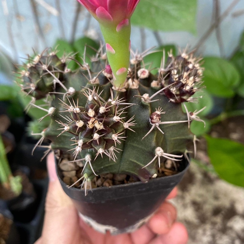 Một nhánh xương rồng ngẫu nhiên