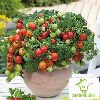 shophouse 30 Hạt giống cà chua bi lùn đỏ  SHOP HOUSE  TẾT KHUYẾN MẠI