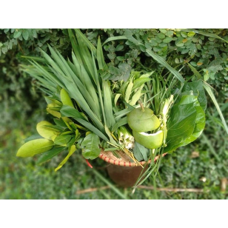 Chậu cây giống trầu xanh, gồm nhiều cây cao kh.oẻ cứng cáp, dễ trồng