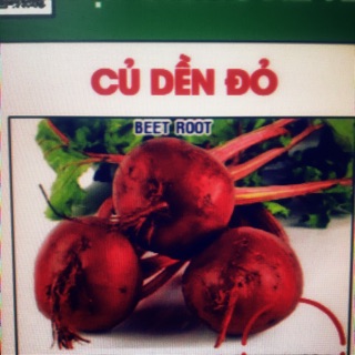 Hạt giống củ dền