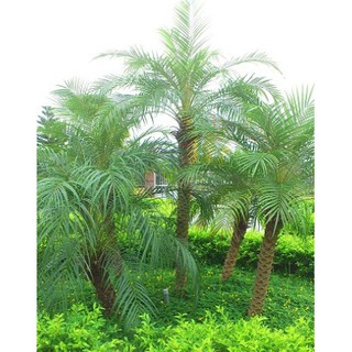 Cây Chà Là Giống