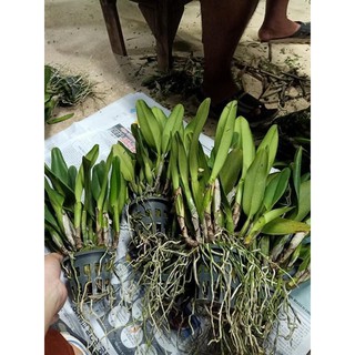 Lan cát bụi vừa từ 10-15 thân