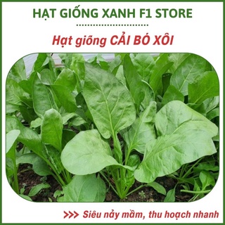 Hạt giống cải bó xôi chịu nhiệt thu hoạch quanh năm, nhanh chóng