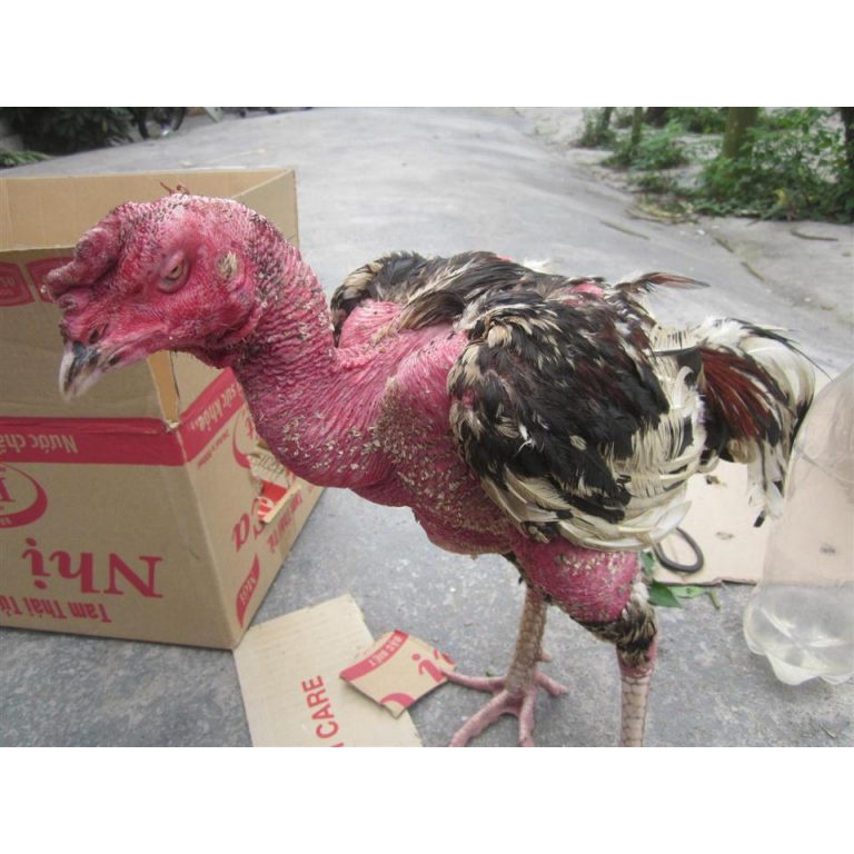 ỐM TRONG CHO GÀ CHỌI, GÀ TRE - LỌ 60ML