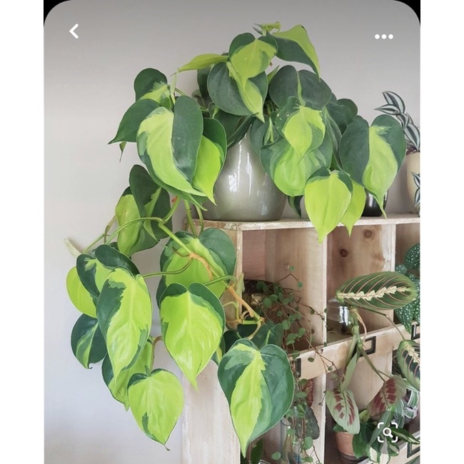 Trầu bà tim var/ Brazil Philodendron