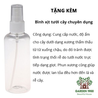 Cây bình an - Cây nội thất văn phòng