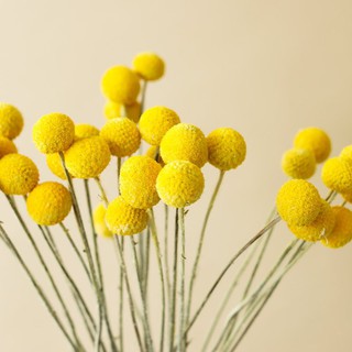 Cúc nút áo vàng trang trí ⭐ Craspedia trang trí ⭐