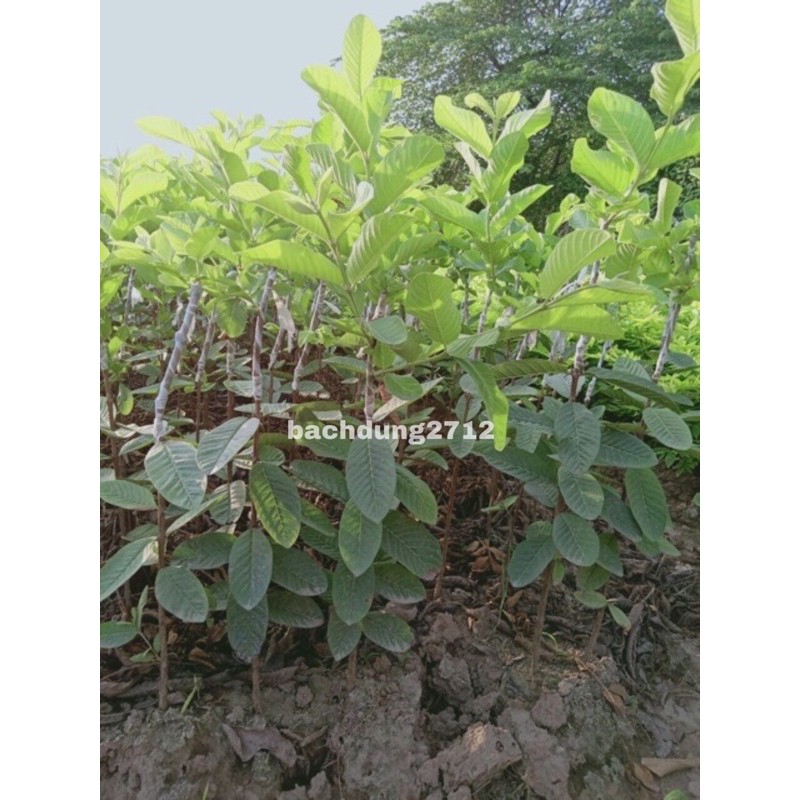Ổi lê Đài Loan