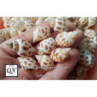Vỏ ốc biển cỡ nhỏ