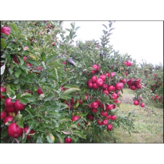 Combo chery anh đào mận  cóc