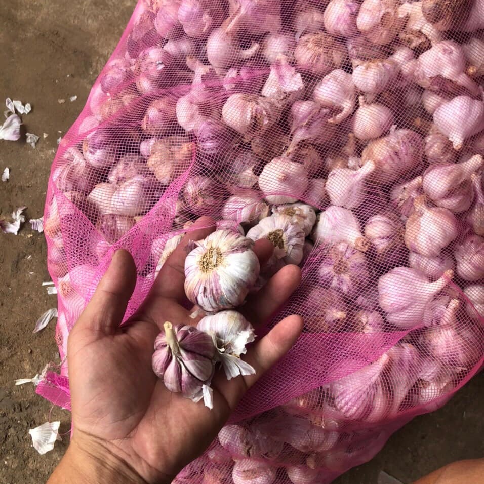 Tỏi tía ta 2kg loại 1, tỏi tía bắc, Kinh Môn Hải Dương