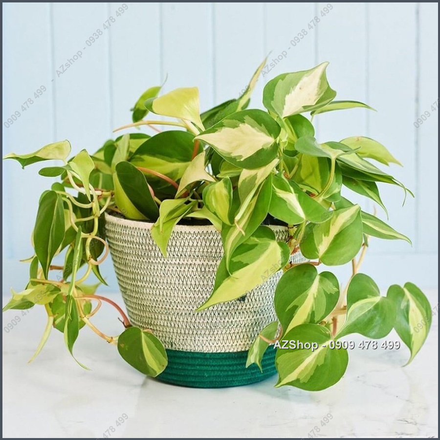 Chậu Trầu Bà Sọc Vàng Brazil - Philodenron Brazil