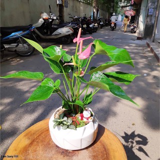 Cây Hồng Môn để bàn, cây trồng chậu sứ phối tiểu cảnh đẹp (còn gọi là Vĩ hoa tròn), chụp ảnh cây trước khi gửi khách