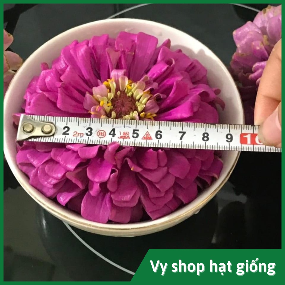 Hạt giống hoa cúc lá nhám kép bông to Thái Lan gói 50 hạt mix màu