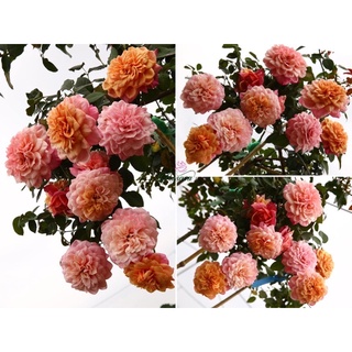 (1 chậu) cây hoa hồng nhật Miyabi Rose (hồng bụi)