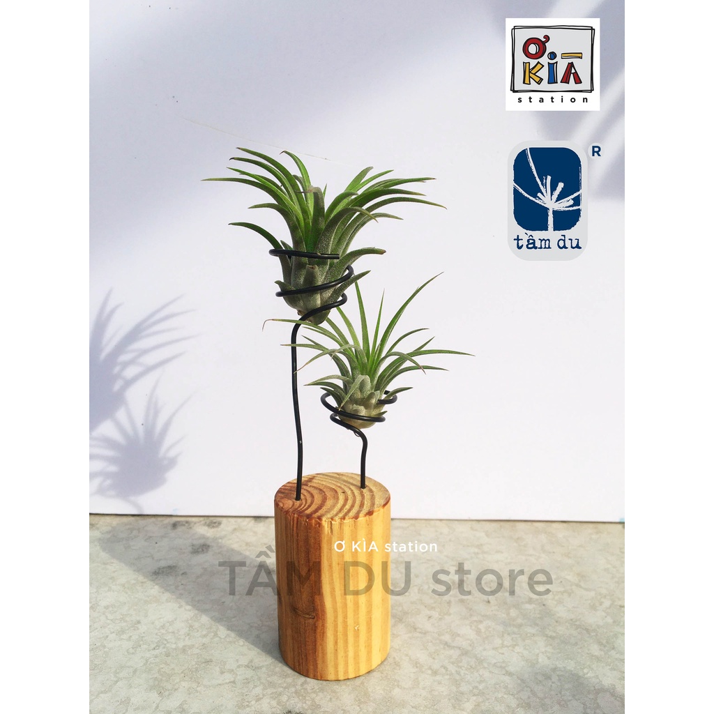 Đế gỗ trụ tròn to có 2 lò xo để cây không khí TL2