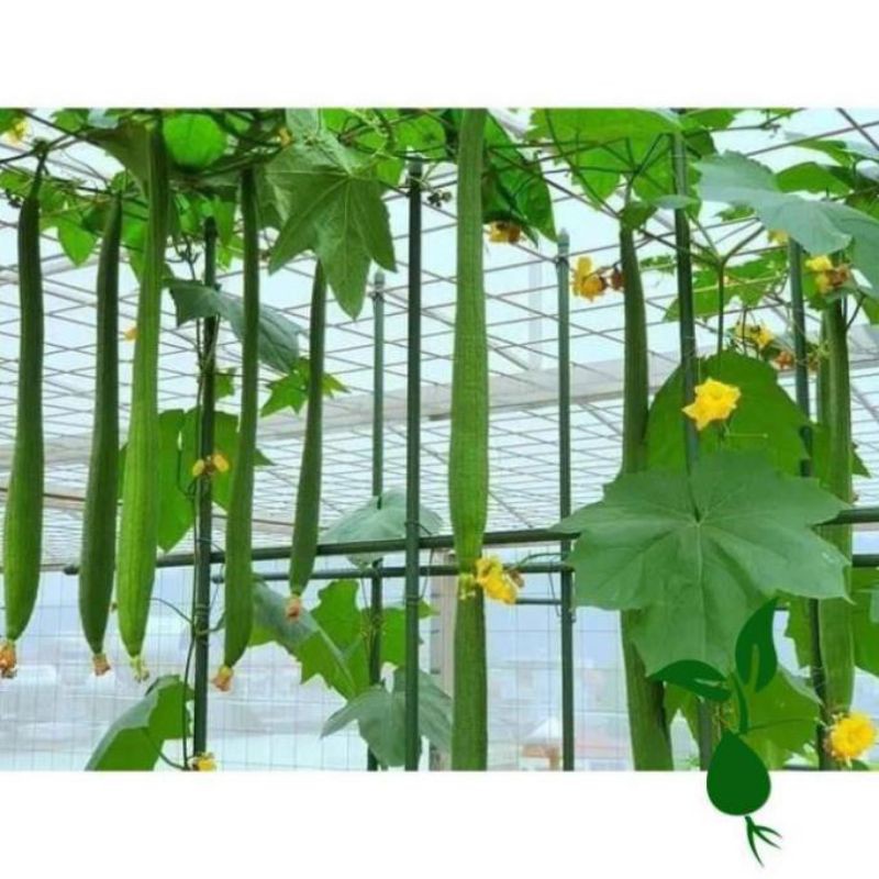 Hạt giống Mướp Hương trái dài truyền thống