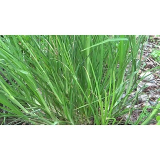 1kg cỏ mần trầu