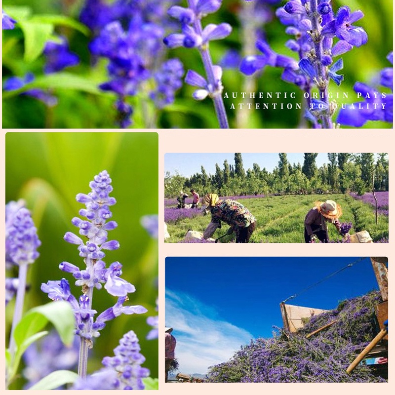 Trà Nụ Hoa Oải Hương - Hoa Lavender Thơm Ngào Ngạt