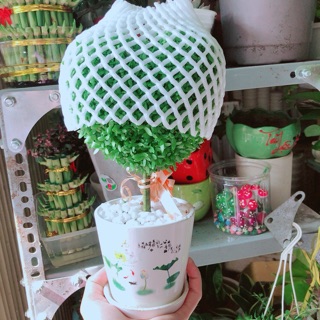 Chậu cây trái tim may mắn