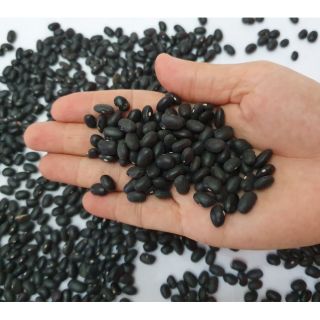 Đậu đen Đà Lạt