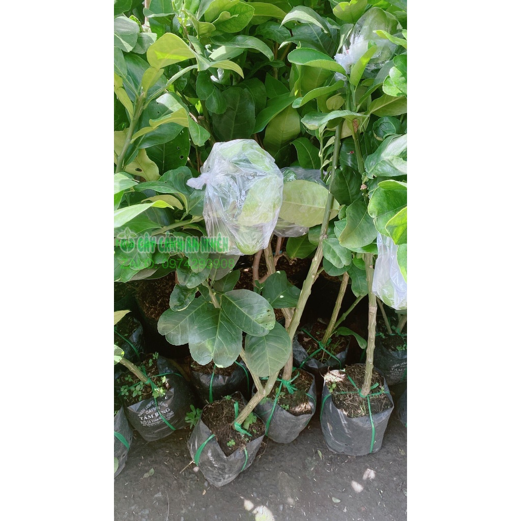 Cây Bưởi Cao 1m (chỉ giao hcm)