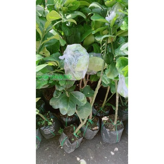 Cây bưởi cao 1m