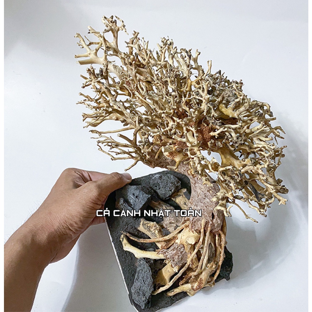 BONSAI LỦA NGANG TRANG TRÍ BỂ THỦY SINH 35X13X17CM