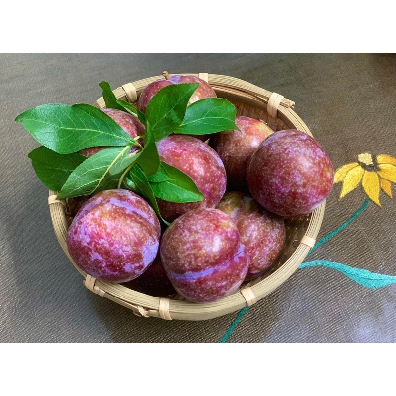 Mận Hậu Mộc Châu - Mận Hà Nội
