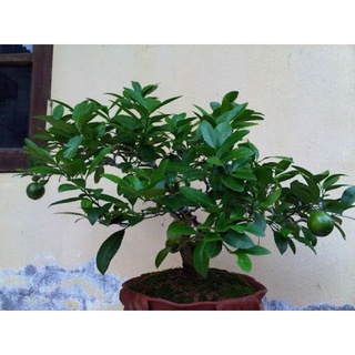 Hạt giống cây chanh ta