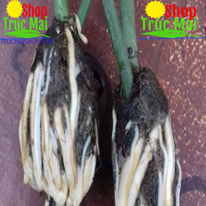 100gr Rễ lục bình khô ( bèo tây) chiết cây.