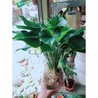 Chậu cây thanh tâm thuỷ sinh Bán Chạy
