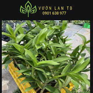 Denro nắng cred sắp hoa