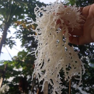 Gói nửa kg rong sụn khô loại ngon làm nộm, gỏi, nấu nước, nấu chè.